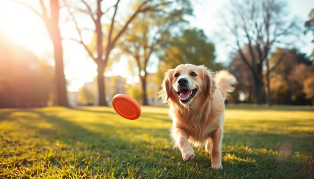 Kate's K9 Pet Care offers a joyful golden retriever playing fetch in a sunny park setting.